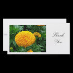 Orange Chrysanthemum - Thank You photo cards