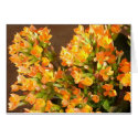 Orange clusters 2 cards