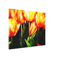 orange color tulip flowers stretched canvas prints