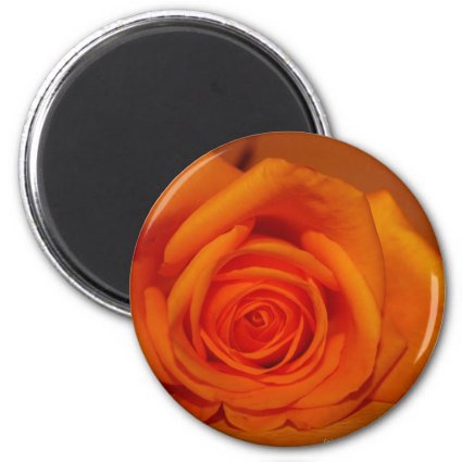Orange colorized rose against orange background magnets