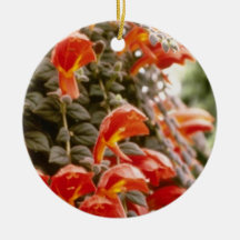 Orange Columnea Gloriosa Goldfish Plant flowers Ornaments