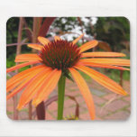 Orange Coneflower
