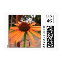 Orange Coneflower postage by nathanjo12 Orange Coneflower postage