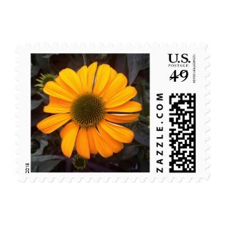 Orange Coneflower Stamps
