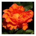 "Orange Coral Rose" Poster posters