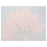 Orange Coral tree (Erythrina variegata) flowers Letterhead