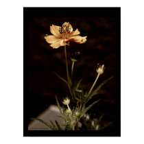 Orange Cosmo Poster posters