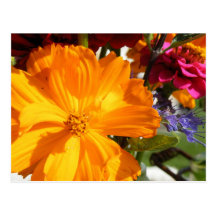 Orange Cosmos- Thinking of You Postcard