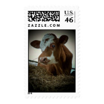 Orange Cream Cow postage by Texassulcatas Orange Cream Cow postage