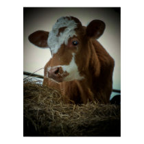 Orange Cream Cow Poster