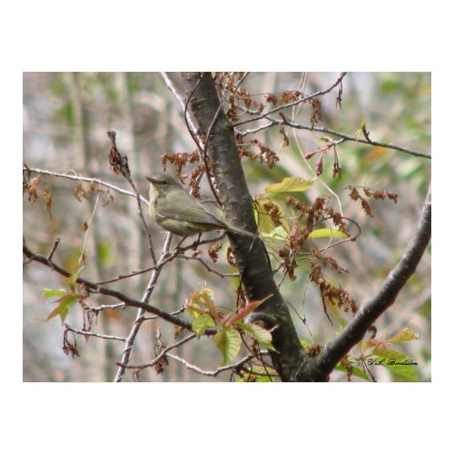 Orange Crowned Warbler In Cherry print