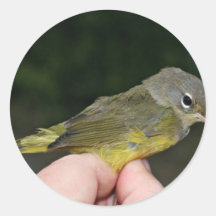 Orange-crowned Warbler in Hand Stickers