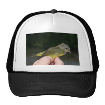 Orange-crowned Warbler in Hand Trucker Hats