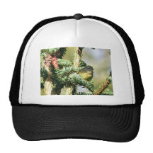 Orange-crowned Warbler Trucker Hat