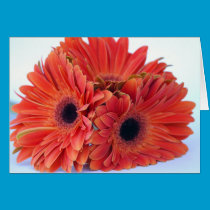 Orange Crush Trio Card cards