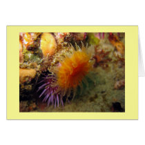 Orange Cup Coral cards