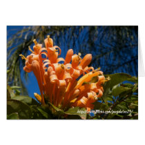 Orange curly flowers Card cards