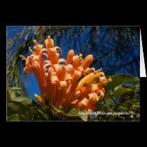 Orange curly flowers Card by Rajee1 Orange curly flowers Card