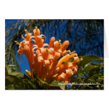 Orange curly flowers Card