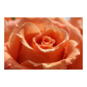 Orange Cut Rose on Canvas, Version B Print by photosoncanvas Orange Cut Rose on Canvas, Version B Print