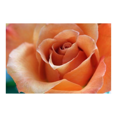 Orange Cut Rose Poster by cherylarogers