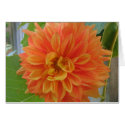 Orange Dahlia cards by charlesblack7 Orange Dahlia cards