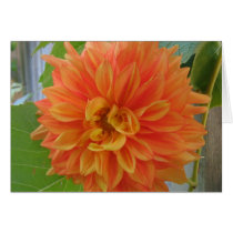 Orange Dahlia cards by charlesblack7 Orange Dahlia cards