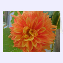Orange Dahlia cards by charlesblack7 Orange Dahlia cards