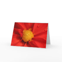 Orange Dahlia cards by dmsanmartin Orange Dahlia cards