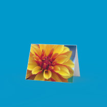 Orange Dahlia Greeting Card cards