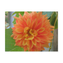 Orange Dahlia postcards
