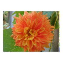 Orange Dahlia posters by charlesblack7 Orange Dahlia posters