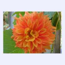 Orange Dahlia posters