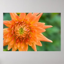 Orange Dahlia Print