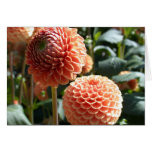 Orange dahlias photo card Orange dahlias photo card