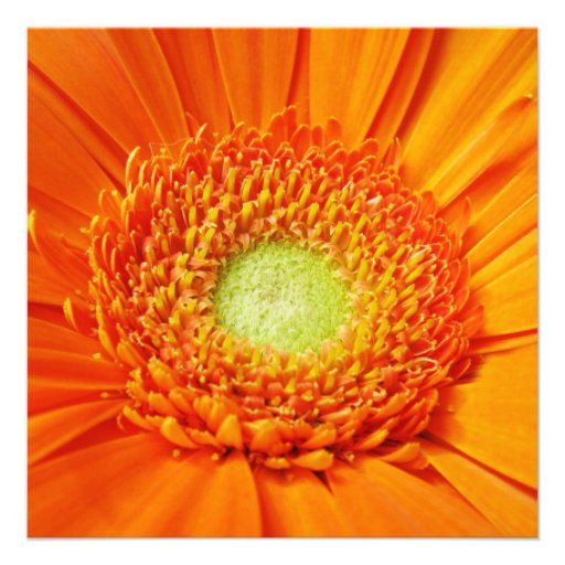 Orange Daisy 80th Birthday Party Personalized Invitations