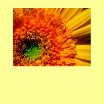 Orange Daisy Camisole t-shirts