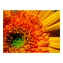 Orange Daisy Canvas Print by WanderLinArts Orange Daisy Canvas Print