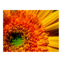 Orange Daisy Canvas Print