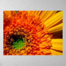 Orange Daisy Canvas Print