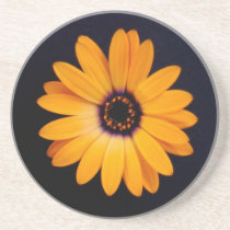 Orange Daisy coasters