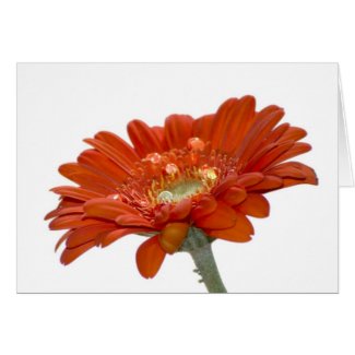Orange Daisy Gerbera Flower Card