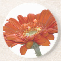 Orange Daisy Gerbera Flower Drink Coasters