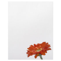 Orange Daisy Gerbera Flower Letterhead Template