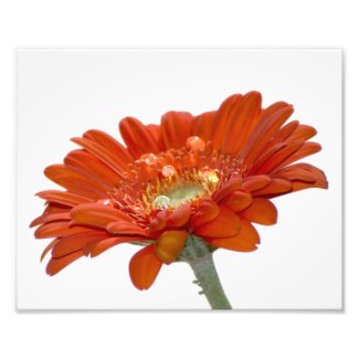 Orange Daisy Gerbera Flower photoenlargement