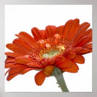 Orange Daisy Gerbera Flower Posters