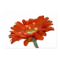 Orange Daisy Gerbera Flower Posters
