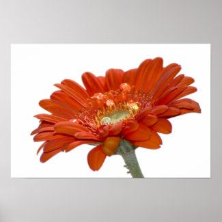 Orange Daisy Gerbera Flower