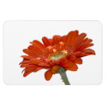 Orange Daisy Gerbera Flower Rectangular Magnets