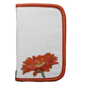 Orange Daisy Gerbera Flower rickshawfolio